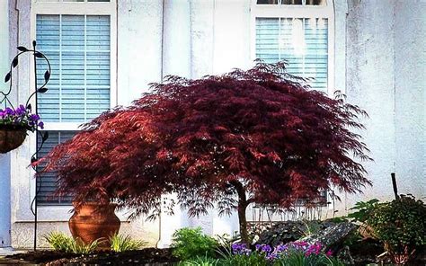 Red Dragon Japanese Maple The Tree Center™