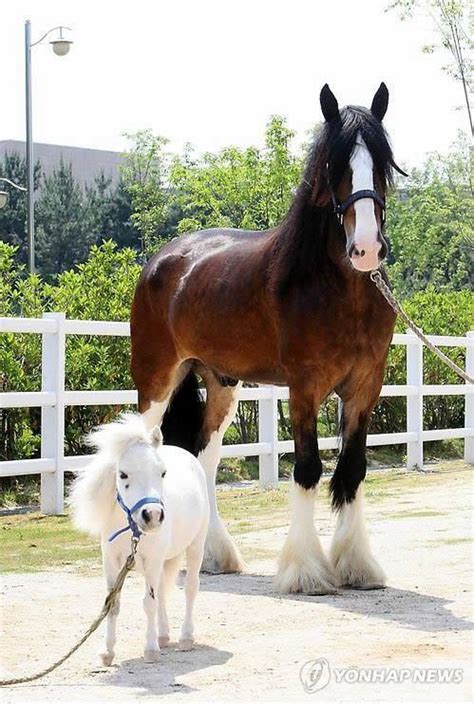 Draft Horse And A Mini Horse Horses Clydesdale Horses