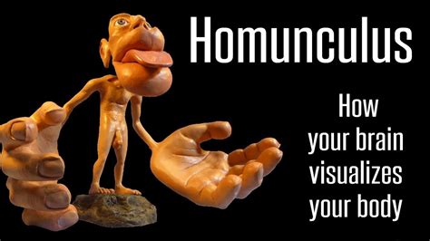 Homunculi And Visualization Part 47 Youtube