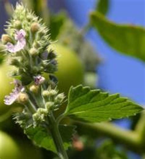 Catnip, like most herbs, will thrive in poor soil.8 x research source give seedlings or young plants ample room to grow, leaving about 18 to 20 inches (45.7 to 50.8 cm) between each plant to prevent. Growing Catnip | Tips On Cultivating The Minty Plant
