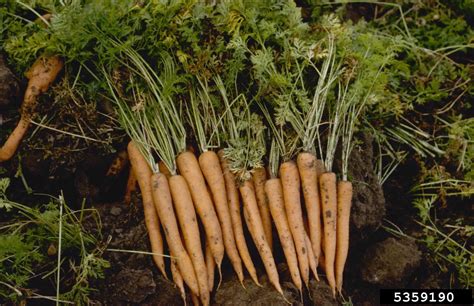 Carrot Daucus Carota Ssp Sativus Apiales Apiaceae 5359190