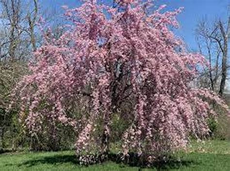 5 Purple Willow Seeds Weeping Willow Tree Weeping Flower Etsy