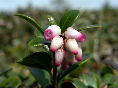 Bearberry is a host plant for several butterfly species including hoary elfin, brown elfin and freija fritillary. Bearberry, Arctostaphylos uva-ursi - Flowers - NatureGate