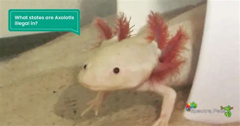 Are Axolotls Illegal In California