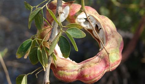 Guamúchil La Dulce Vaina Silvestre Mexicana Que Casi Nadie Conoce