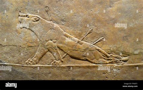 The Royal Lion Hunt Assyrian About 645 635 Bc From Nineveh North
