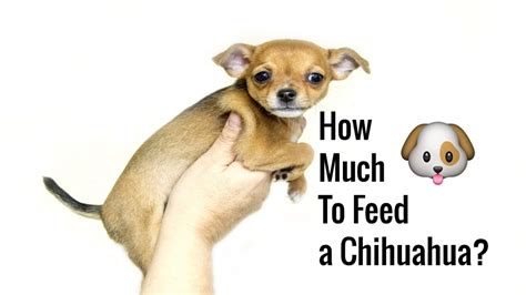 How a chihuahua turns out depends very much on the genetic temperament of his parents and grandparents. ***How much to feed a chihuahua how to feed chihuahua ...