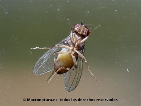 Mosca Del Vinagre Drosophila Melanogaster Macronatura