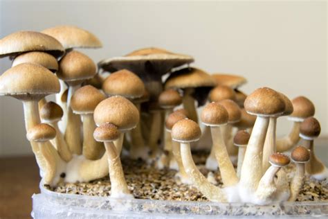 The Grow Your Own Mushrooms Guide Mushroom Insider