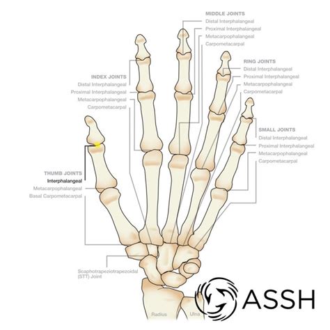Anatomy Hand Joints