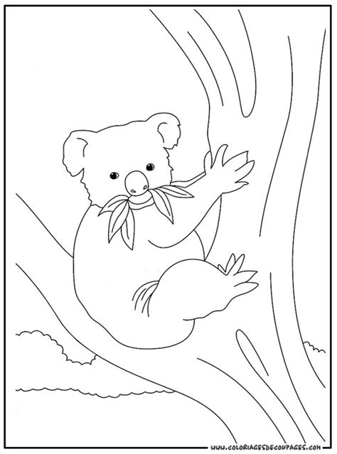 Coloriage Koala En Mangeant Sur Larbre Dessin Gratuit à Imprimer