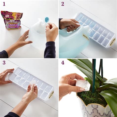 Decorating With Orchids And A Great Trick For Growing Them