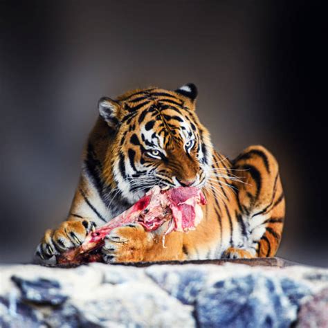 Tiger Eating Meat Food Stock Photos Pictures And Royalty Free Images