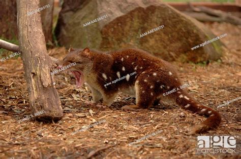 Spotted Tailed Quoll Mouth Open Dasyurus Maculatus Trowunna Wildlife