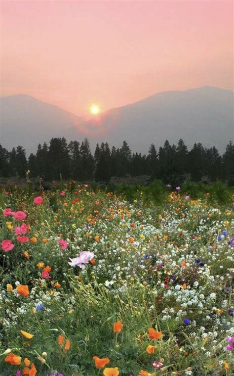 If You Could Have A Garden Of Wildflowers Would You Take It In 2020