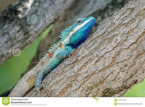 ปักพินโดย Eyecruelbunny ใน Blue Crested Lizardandchameleonandbearded Dragon