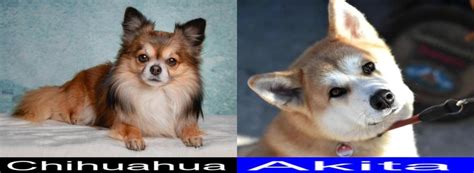 Breed Comparison Chihuahua Versus Akita Totally Chihuahuas