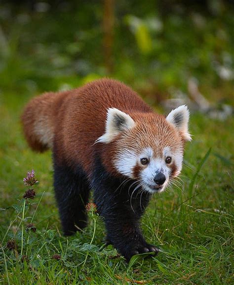 Adorable Red Panda Twins Born At Uk Zoo