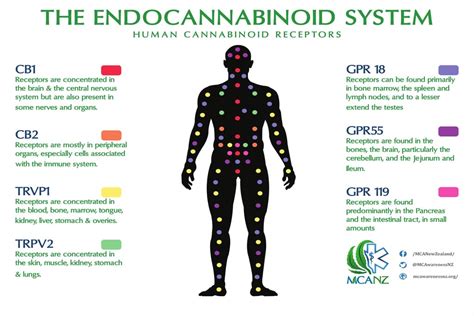How The Endocannabinoid System Works A Complete Guide Crecso