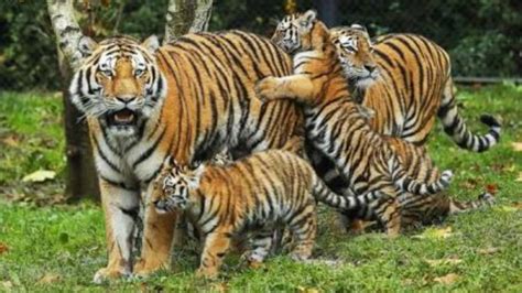 International Tiger Day 2018 Twitter Participates To Raise Awareness