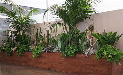 Interior Plant Design Botanical Art And Premium Plantscapes