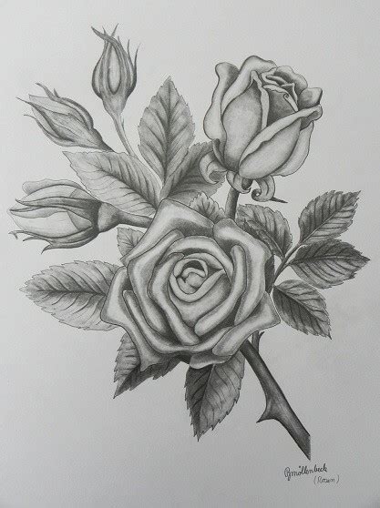 Rose Bleistiftzeichnungen Blumen Zeichnen Anotherlibraryguy