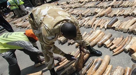 Chinese Ivory Smuggler To Test Tough New Kenya Law Capital News