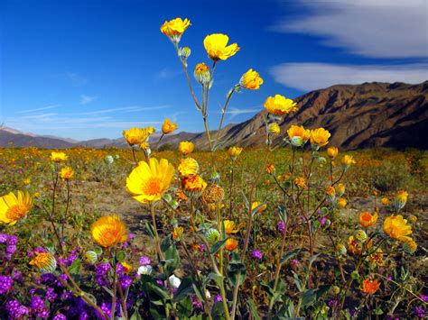 California Might Be Set For Another Incredible Wildflower Bloom