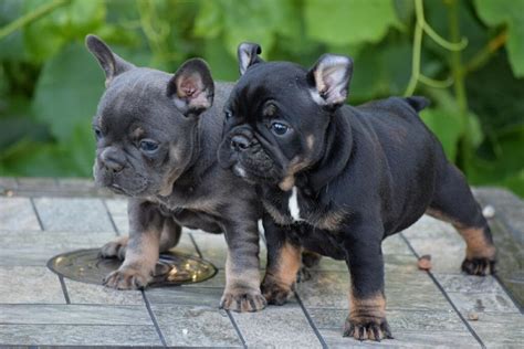 English bulldog puppies price ranges vary considerably, depending on where the puppy comes from. Blue French Bulldog Puppies | Luxurious French Bulldogs
