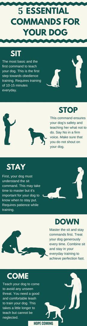 5 Essential Commands To Teach Your Puppy Dog Training Obedience