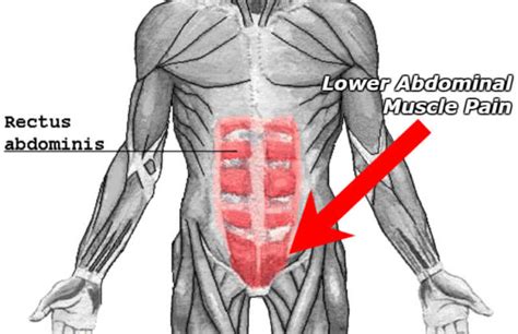 List Of Abdominal Muscles