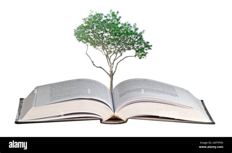 Tree Growing From Book Stock Photo Alamy