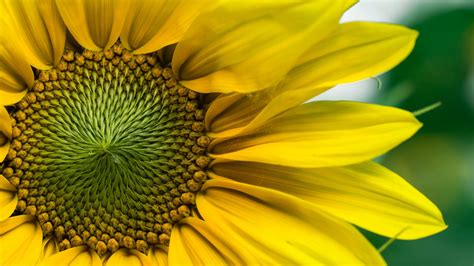 Download Yellow 4K wallpapers for your desktop or mobile screen free and easy to download