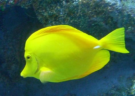 Free Photo Yellow Tang Animal Fish Nature Free