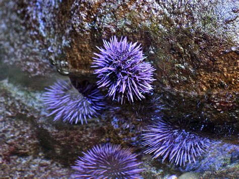 Sea Urchin From Rons Temperate Marine Types Of Ocean Purple Sea