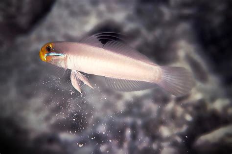 Golden Head Sleeper Goby Photograph By Christina Ford