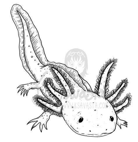 Begin by drawing the features of the salamander's face. Axolotl Drawing at GetDrawings | Free download