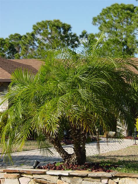 Miniature Date Palm Tree Phoenix Roebelenii Urban Perennials