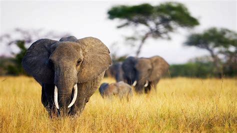 Looking for the best animals wallpaper ? Wildlife Elephant 4K Pic Download | HD Wallpapers