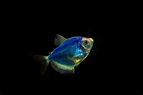 Gm Fish Engineered To Glow In The Dark Are Found In Brazil Creeks