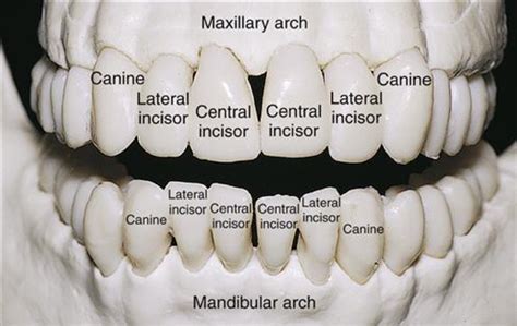 Identifying Anterior Teeth Diagram Quizlet