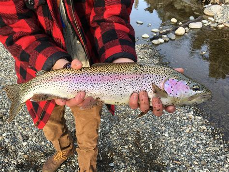 The Rainbow Trout Are Coming Up I Thought You Folks Would Like This I