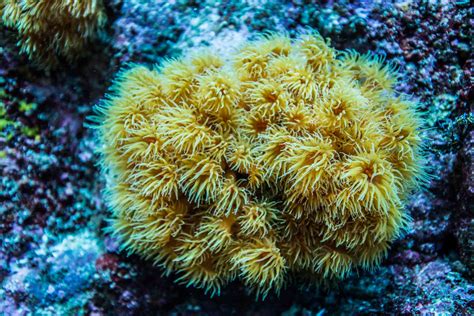 10 Stunning Underwater Plants And Sea Creatures On The Ocean Floor