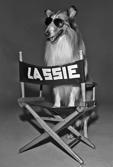 Lassie As Salesdog One More Trip To The Well The New York Times