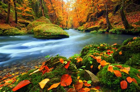 Stream In Autumn Forest
