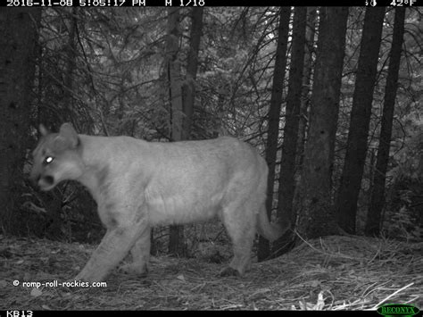Romping And Rolling In The Rockies Mountain Lions On The Prowl Again
