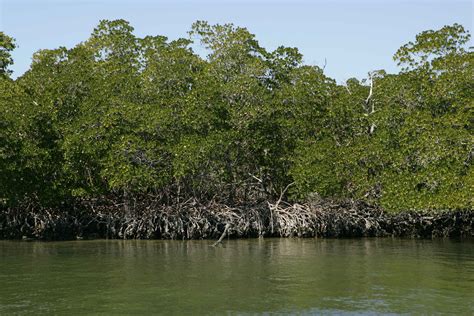 Free Picture Red Mangrove Trees Water Edge