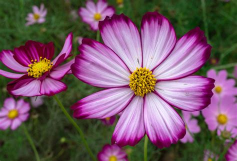 무료 이미지 자연 꽃잎 가을 식물학 담홍색 플로라 야생화 꽃들 자주색 꽃 선명한 아름다운 핑크 꽃