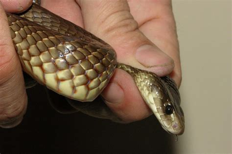 87 Taipan The Most Dangerous Snake In The World