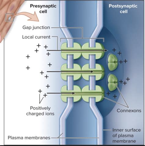 Nervous Tissue Synapses Flashcards Quizlet